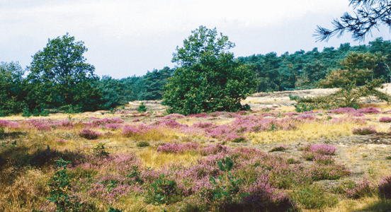 Natuurparken in Nederland