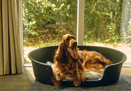 Hunde-Ferienhaus