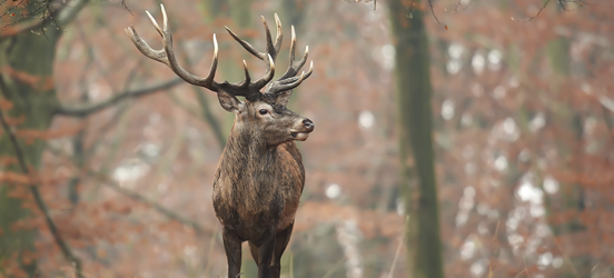 Natuurparken in Nederland