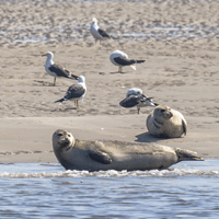 Texel