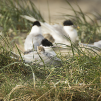 Ameland